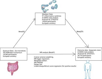 Genetic association of the gut microbiota with epigenetic clocks mediated by inflammatory cytokines: a Mendelian randomization analysis